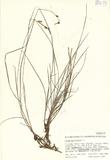 拉丁學名： em Carex glo...