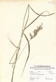 ԤBǦWG<em>Calamagrostis canescens</em>