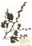 ԤBǦWGSolidago virga-aurea L. var. leiocarpa (Benth.) A. Gray