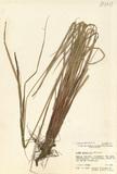 拉丁學名： em Carex aqu...