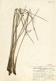 ԤBǦWGJuncus arcticus Willd. subsp. balticus (Willd.) Hyl.