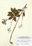 拉丁學名：Myrrhis aromatica (L.) Sprengle.Choerophyllum aromaticun L.