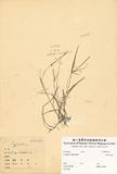 ԤBǦWGKyllinga brevifolia Rottb.