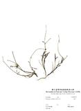 ԤBǦWGGlossogyne tenuifolia (Labill.) Cass.