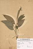ԤBǦWG<em>Alpinia speciosa (Windl.) K. Schum.</em>