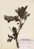 拉丁學名：Glochidion zeylanicum (Gaertn.) A. Juss. var. tomentosum Tri