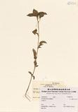 拉丁學名：Acalypha ostraefolia Riddell