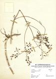 拉丁學名：Kalanchoe spathulata (Poir.) DC.