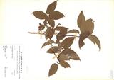 ԤBǦWGLyonia ovalifolia (Wall.) Drude