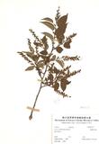 ԤBǦWGLyonia ovalifolia (Wall.)Drude