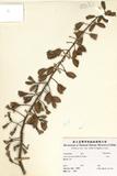 ԤBǦWG<em>Alpinia speciosa (Windl.) K. Schum.</em>