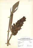 ԤBǦWG<em>Alpinia uraiensis Hayata</em>