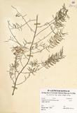 ԤBǦWGAssparagus cochinochinensis (Lour). Merr