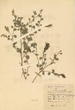 ԤBǦWGBambusa vulgaris Schrad. var. striata (Loddiges) Gamble
