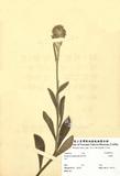 ԤBǦWGBlumea hieraciifolia (D. Don) DC.