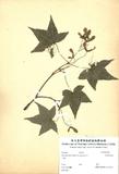 ԤBǦWGAcer palmatum Thunb. var. pubescens Li