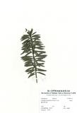 拉丁學名：Podocarpus macrophyllus (Thunb.) D. Don