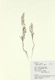 拉丁學名：Lepidium virginicum L.