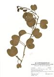 拉丁學名：Ipomoea pes-caprae (L.) Sweet subsp. Brasiliensis (L.) Oostst.