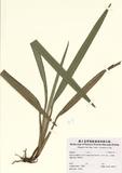 ԤBǦWGDianella ensifolia (L.) DC f. racemulifera (Schitter.) Liu & Ying