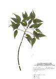 拉丁學名：Helwingia japonica (Thunb.) Dietr. Ssp. Formosana (kanehira & Sasal) Hara & Kurosawa