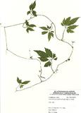 ԤBǦWGGynostemma pentaphyllum (Thunb.) Makino