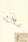 ԤBǦWGBambusa vulgaris Schrad. var. striata (Loddiges) Gamble