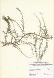 ԤBǦWGAsparagus cochinchinensis (Lour.) Merr.