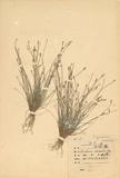 ԤBǦWG<em>Eleocharis dulcis (Burm. f.) Trin. ex Henschel</em>