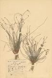 拉丁學名：Eleocharis dulcis (Burm. f.) Trin. ex Henschel