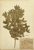 ԤBǦWGBuxus microphylla &. et Z subsp sinica.