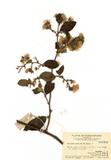 ԤBǦWGVernonia solanifolia Benth