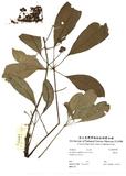 拉丁學名：Schefflera octophylla (Lour.) Harms.