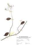 拉丁學名：Parabarium Ecdysanthera rosea Hook. & Arn.