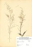 ԤBǦWGAsparagus cochinchinensis (Lour.) Merr.