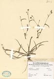 ԤBǦWGAneilema scaberrimum (Bl.) Kunth