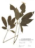 拉丁學名：Schefflera octophylla (Lour.) Harms