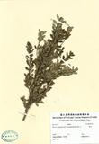 ԤBǦWGBuxus microphylla Siet Z. var intermedia (Kaneh.) Li