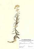 ԤBǦWGAnaphalis margaritacea (L.) Benth. & Hook. f. subsp. morriso