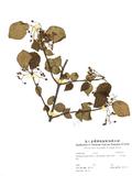 ԤBǦWGViburnum luzonicum Rolfe var. formosanum (Hance) Rehder