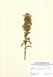 ԤBǦWGSolidago virga-aurea L. var. leiocarpa (Benth.) A. Gray