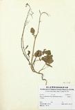 ԤBǦWGRaphanus sativus Linn. Form. Raphanistroides Makino