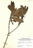 ԤBǦWGDaphniphyllum glaucescens Blume subsp. oldhamii (Hemsl.) Hua