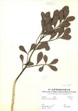 ԤBǦWG<em>Diospyros ferrea (Willd.) Bakhuizen</em>