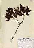 拉丁學名：<em>Rhododendron mariesii Hemsl. & Wilson</em>