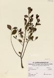 拉丁學名：Glochidion rubrum Blume
