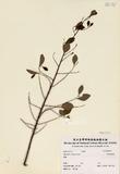 拉丁學名：Glochidion rubrum Blume