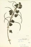 ԤBǦWGBambusa vulgaris Schrad. var. striata/(Loddiges) Gamble