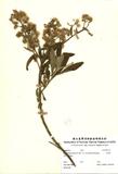 ԤBǦWGBlumea balsamifera (L.) DC. var. microcephala Kitamura