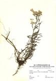 ԤBǦWGAnaphalis margaritacea (L.) Benth. & Hook.f. subsp morrisoni
